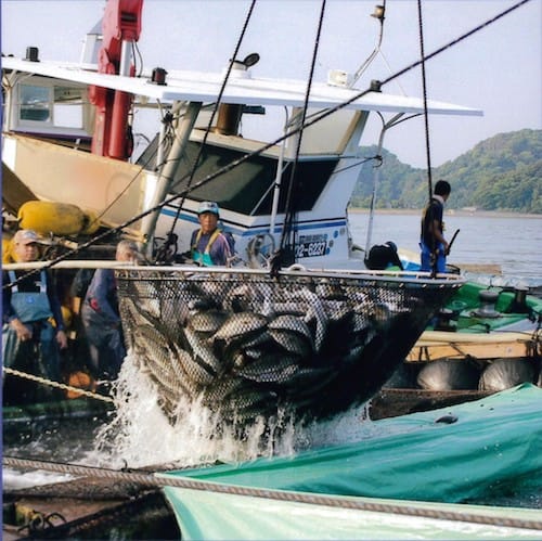 野見湾での漁業