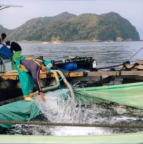 野見湾での漁業